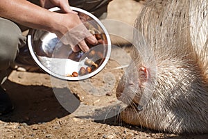 Portrait of Indian crested porcupine in captivity enjoying vegetables, porcupine holding and eating carrot, rodent with open mouth