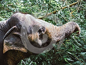 Portrait of Indian elephant eating bamboo in rain forest of Sri Lanka