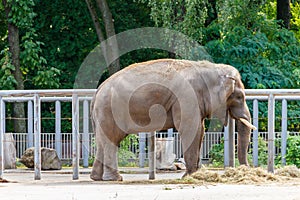 Portrait of Indian elephant Elephas maximus indicus