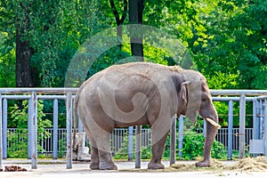 Portrait of Indian elephant Elephas maximus indicus