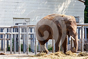 Portrait of Indian elephant Elephas maximus indicus