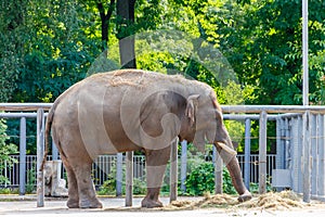 Portrait of Indian elephant Elephas maximus indicus