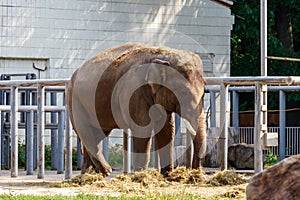 Portrait of Indian elephant Elephas maximus indicus