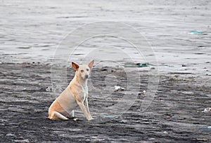 Portrait of an Indian Pariah Dog sitting on a Beach... photo