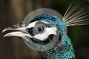 Portrait of indian peafowl