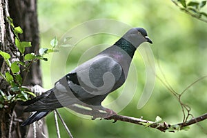 Portrait of a indian pigeon sitting on tree branch in the park