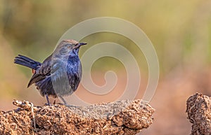 Portrait of a Indian Robin