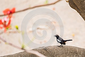 Portrait of Indian Robin perching on branch and singing