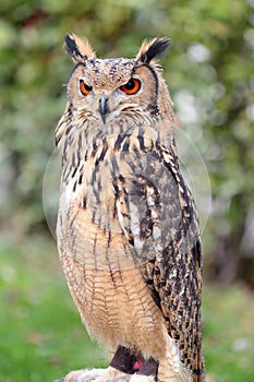 Portrait of an indian rock eagle-owl Bubo bengalensis