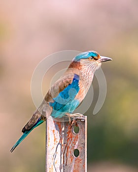 A Portrait of a Indian Roller