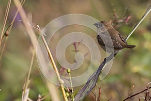Portrait of Indian Silverbill Sitting on a Branch