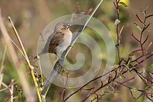 Portrait of Indian Silverbill Sitting on a Branch Looking at Camera