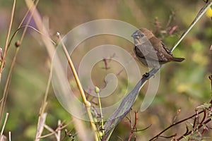 Portrait of Indian Silverbill Sitting on a Branch Looking at Camera