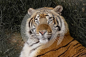 Portrait of an Indian tiger lying in the grass. Panthera tigris tigris