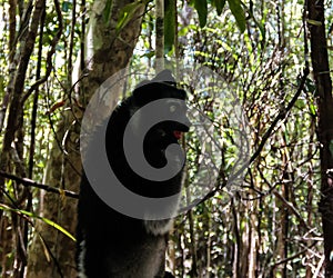 Portrait of Indri Indri lemur at the tree, Atsinanana region, Madagascar