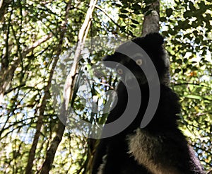 Portrait of Indri Indri lemur at the tree, Atsinanana region, Madagascar