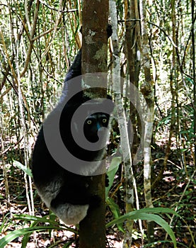 Portrait of Indri Indri lemur at the tree, Atsinanana region, Madagascar