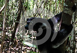 Portrait of Indri Indri lemur at the tree, Atsinanana region, Madagascar