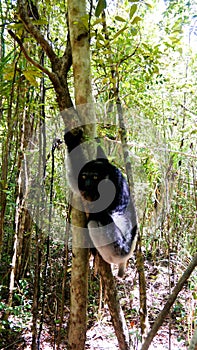 Portrait of Indri Indri lemur at the tree, Atsinanana region, Madagascar photo