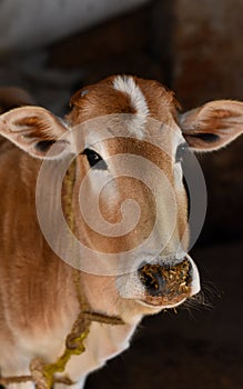 Portrait of an innocent cow face