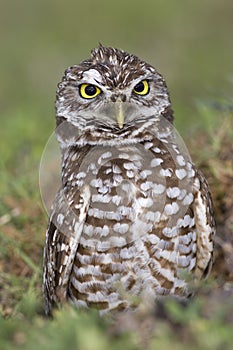 A Burrowing Owl in a Broward County Park, Florida photo