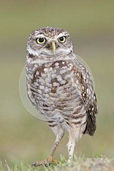 A portraitof a Burrowing Owl in a Broward County Park, Florida photo