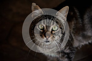 Portrait of insightful cat in animal shelter