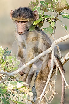 Portrait of an intense baby baboon