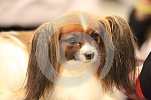 Portrait of a interested white and brown Russian Toy doggy close up