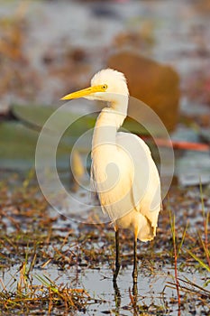 The portrait of Intermediate Egret