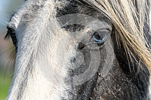 Portrait of an irish cob horse with blue eyes