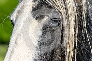 Portrait of an irish cob horse with blue eyes