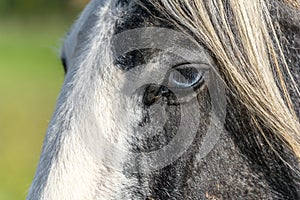 Portrait of an irish cob horse with blue eyes