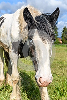 Portrait of an irish cob horse with blue eyes