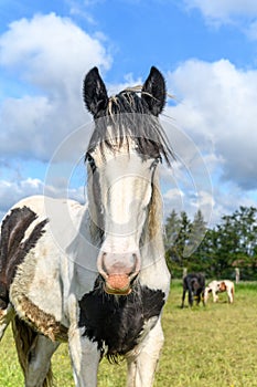 Portrait of an irish cob horse with blue eyes