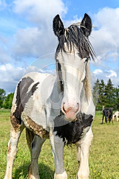 Portrait of an irish cob horse with blue eyes