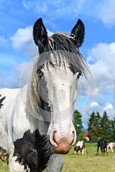 Portrait of an irish cob horse with blue eyes