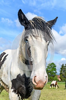 Portrait of an irish cob horse with blue eyes