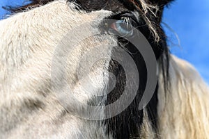 Portrait of an irish cob horse with blue eyes