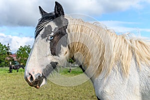 Portrait of an irish cob horse with blue eyes