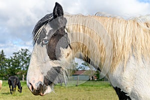 Portrait of an irish cob horse with blue eyes