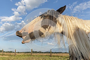 Portrait of Irish cob horse making smile