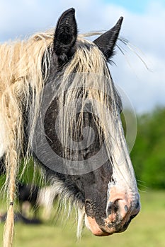 Portrait of an irish cob horse with the mane braided in pigtails