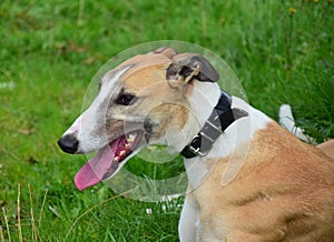 Portrait of an Irish Greyhound