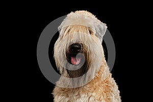 Irish Soft Coated Wheaten Terrier on Isolated Black Background
