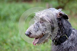 Portrait of irish wolfhound