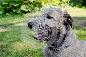 Portrait of an Irish wolfhound on a blurred green background. A large gray dog looks forward with interest. Selective