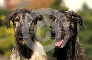 Portrait of Irish Wolfhound Dog