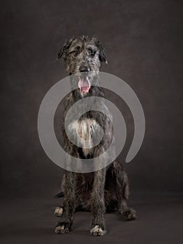 Portrait of an Irish wolfhound. Dog on a brown canvas background in the studio.