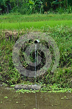 Portrait Irrigation Water Falling Through Plastic Pipe Installed In Rice Fields